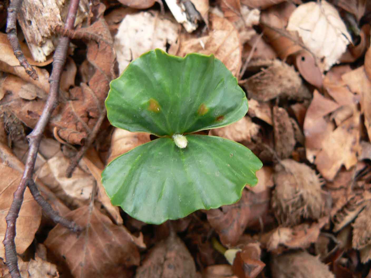 Fagus sylvatica / Faggio (plantula)